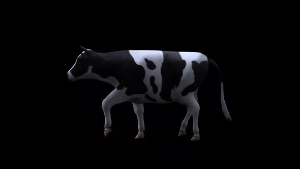 Cow Walk From View Side alt