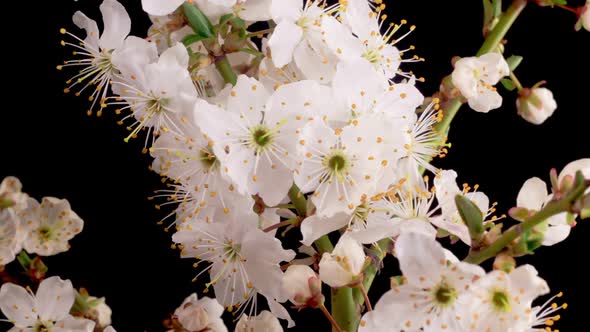 Cherry Blossom. White Flowers Blossoms on the Branches Cherry Tree.