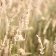 High Grass Field - VideoHive Item for Sale