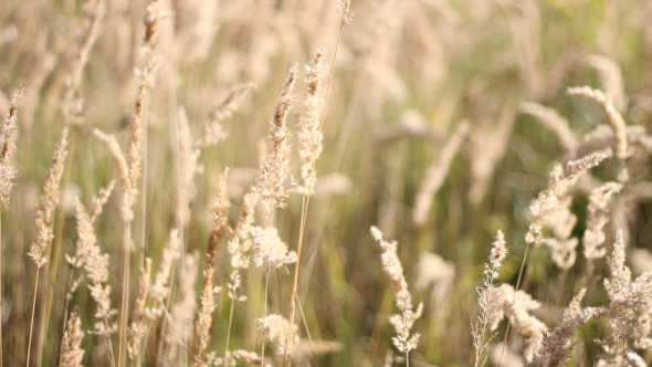 High Grass Field