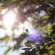 Sunshine Between Tree Leaves - VideoHive Item for Sale