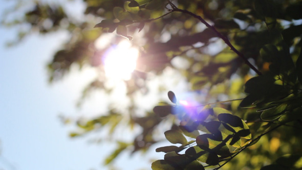 Sunshine Between Tree Leaves