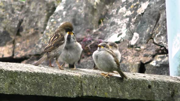 House sparrow adult female feeding it's fledged begging young perched on a garden wall