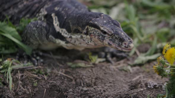 Asian water monitor in the wild