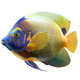 Angelfish BlueFace Fish - 3DOcean Item for Sale