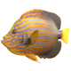 Angelfish Blueline Fish - 3DOcean Item for Sale