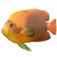 Angelfish Clarion - 3DOcean Item for Sale