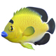 Angelfish Goldflake - 3DOcean Item for Sale