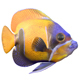 Angelfish Majestic - 3DOcean Item for Sale