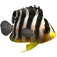 Angelfish Multibarred - 3DOcean Item for Sale