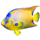 Angelfish Queen - 3DOcean Item for Sale