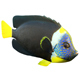 Angelfish Queensland - 3DOcean Item for Sale