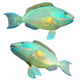 Green Queen Parrotfish - 3DOcean Item for Sale