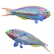 Klunzinger Wrasse Fish - 3DOcean Item for Sale