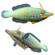 Orangespotted Filefish - 3DOcean Item for Sale