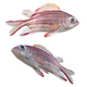 Redcoat Fish - 3DOcean Item for Sale