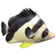 Roaops Butterflyfish - 3DOcean Item for Sale