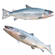Salmon Fish - 3DOcean Item for Sale