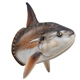 Sunfish MolaMola - 3DOcean Item for Sale