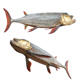 Xiphactinus Fish - 3DOcean Item for Sale