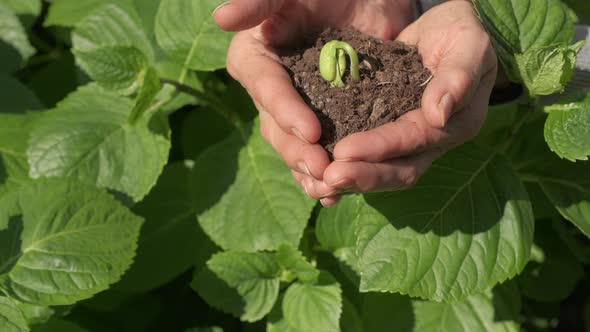 Woman holding bean seed, agriculture farming concept, garden care, sprout growing.