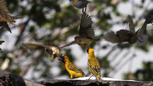 980344 Northern Masked Weavers, Ploceus taeniopterus, group at the Feeder, in flight, Lake Baringo i