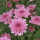 Pink Flower - VideoHive Item for Sale
