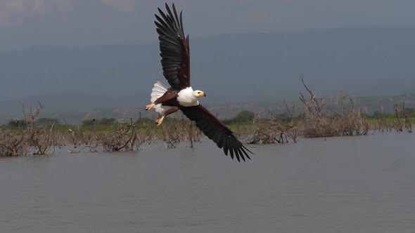 980304 African Fish-Eagle, haliaeetus vocifer, Adult in flight, Fish in Claws, Fishing at Baringo La