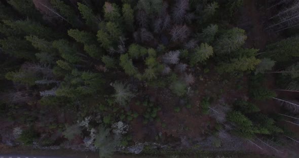 Aerial footage over trees, forest and scandinavian  lake