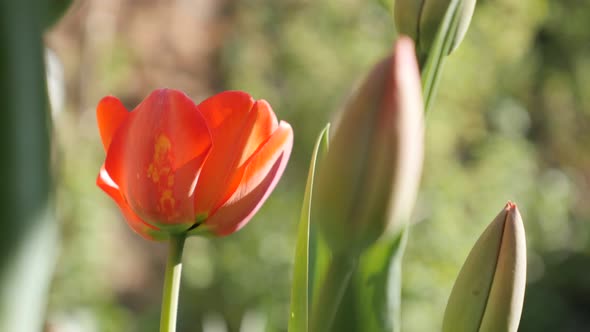 Didier tulip plant in the garden shallow DOF 4K 2160 30fps UltraHD footage - Spring Tulipa gesnerian