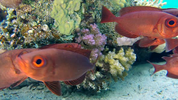Underwater Colorful Tropical Bigeye Fish