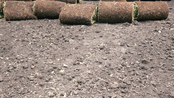 Grass in rolls for landscaping on the soil, gardeners bring grass rolls for laying