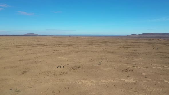 Drone Flying Over Running Zebras On The Kenyan Plains Drone Stock Footage By Drone Rune 1