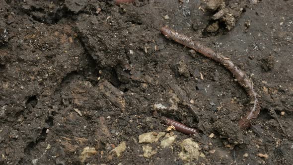 Long Lumbricus terrestris earth worm close-up 4K footage