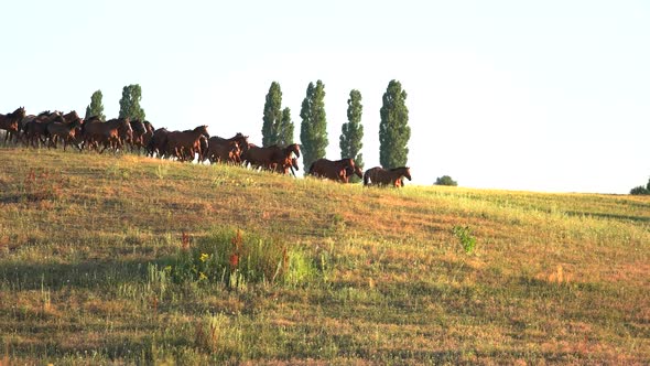 Horses Run on Grassy Meadow