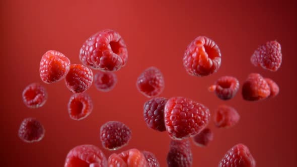 Raspberries Are Flying Up and Rotating in the Air on a Wine Red Background