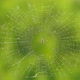The Spider Sits in the Center of the Web - VideoHive Item for Sale