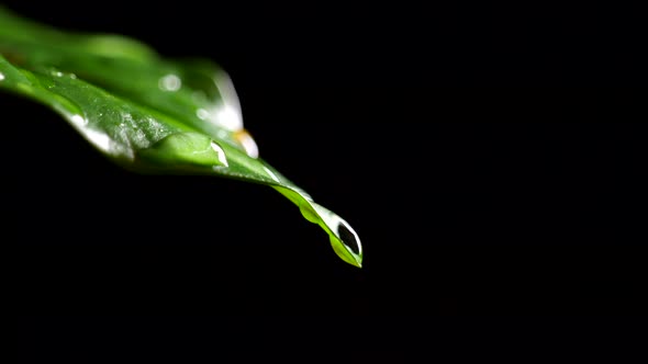 Closeup View of Falling Water Droplets on Green Coffee Leaf