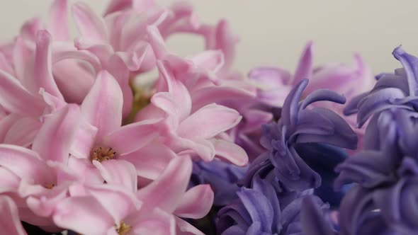 Mixed colors fragrant flowering Hyacinth  plant on white background  4K 2160p 30fps UltraHD footage 