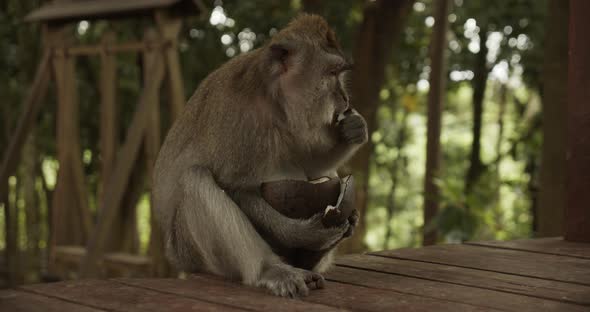 Portrait of a Macaque Monkey Eating a Coconut Shell on a Wooden Floor in a Forest Sanctuary