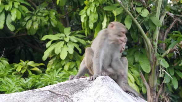 Couple Monkeys Sitting on a Big Rock in the Jungle.