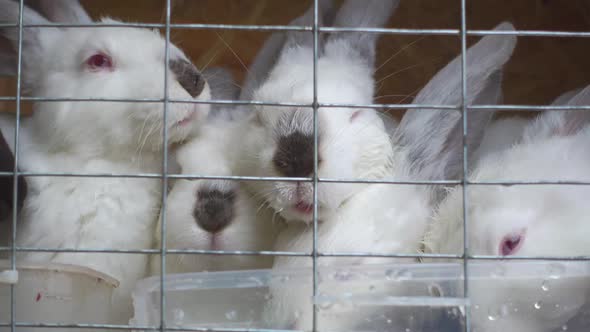 Beautiful Small Rabbits Drink