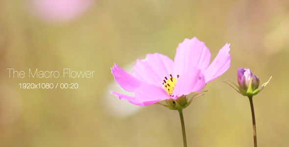 The Macro Flower 2