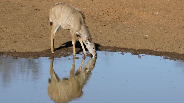 Kudu Antelope Drinking At A Waterhole