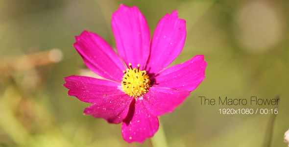 The Macro Flower 3