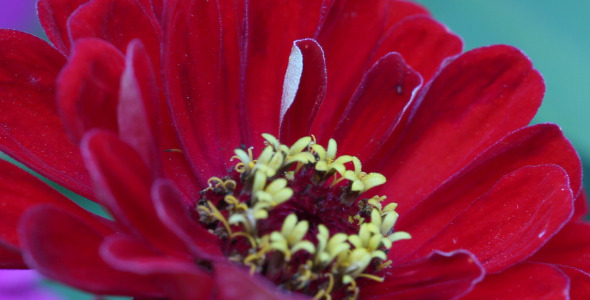 The Macro Flower 6 alt