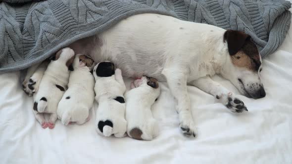 Newborn Puppies Sucking Dog Milk