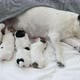 Newborn Puppies Sucking Dog Milk - VideoHive Item for Sale