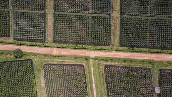 Aerial view of Kampot pepper plantation, Phnom Voar mountain, Cambodia.