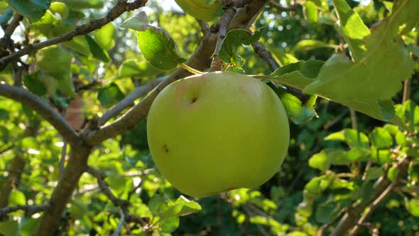 Apple tree with green apples close up in sunlight. Fresh yellow apple growing on branch sunbeams 4K